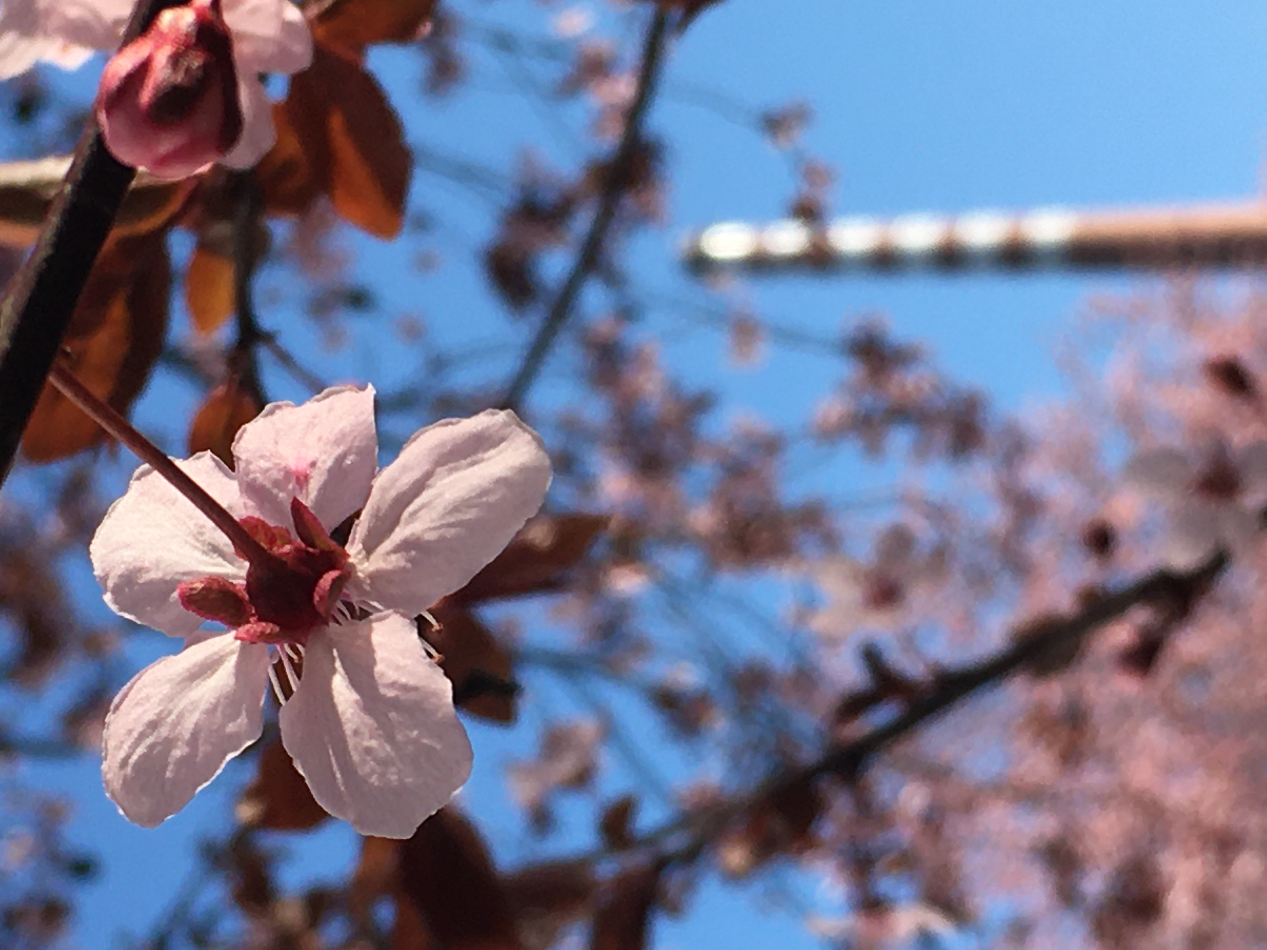 User request Thumbnail